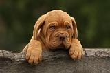 DOGUE DE BORDEAUX 330